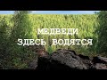 Риф, скалы, каньон и медведи / Канал Ухта