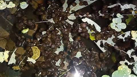 Lá sắn lá khoai mì là 1 trong những món ăn ưa thích của ốc