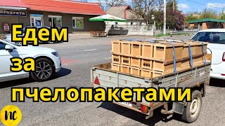 Покупка пчелопакетов. Отбор и пересадка на пасеке у друга  пчеловода. Ідемо купувати бджолопакети.