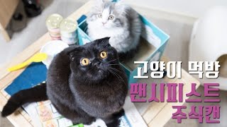 고양이 먹방 : 팬시피스트 주식캔
