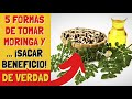 5 FORMAS de TOMAR MORINGA y (Sacar Beneficios) 🌿 Video Exclusivo