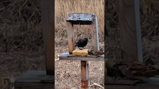 Starling And Sparrow Together Sharing A Suet Snack
