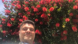 Fırça Çalısı Çiçeği Callistemon Laevis