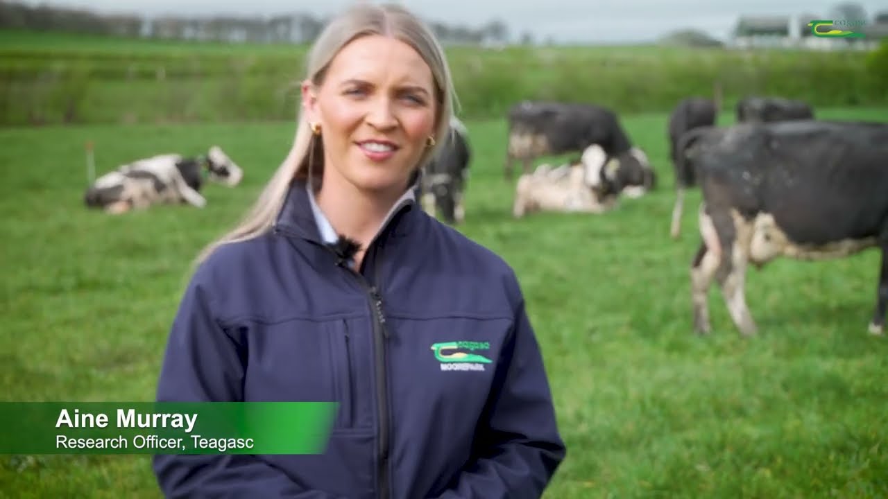 Maintaining White Clover in Swards