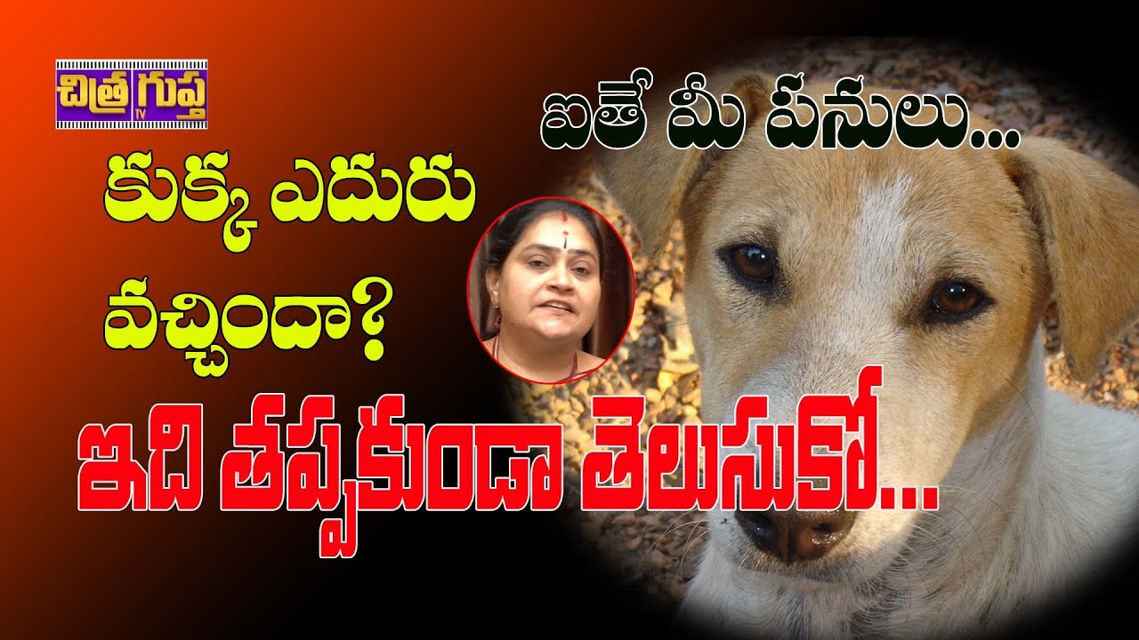 కుక్క ఎదురు రావటంవలన ఎన్ని లాభాలో Kukka Eduru Vaste Kukka Ediste
