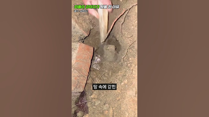 떠돌이 강아지의 이상행동이 만든 결과