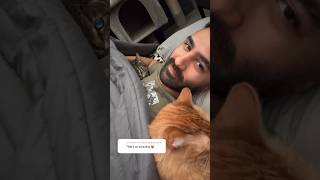 Shy cat cuddles for the first time catshorts cats4life catdad cat catdaddy catlover cute