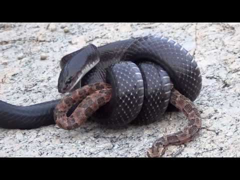 Vídeo: Cobra Krait: descrição, habitat, estilo de vida, comida, foto