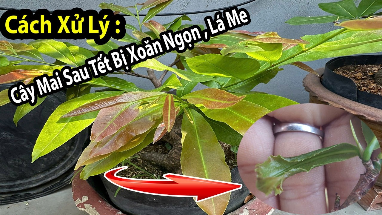 Lý Do Cây Mai Xoăn Ngọn , Lá Me Sau Tết Và Cách Xử Lý Giúp Cây Hồi Phục Nhanh Nhất Có Thể..