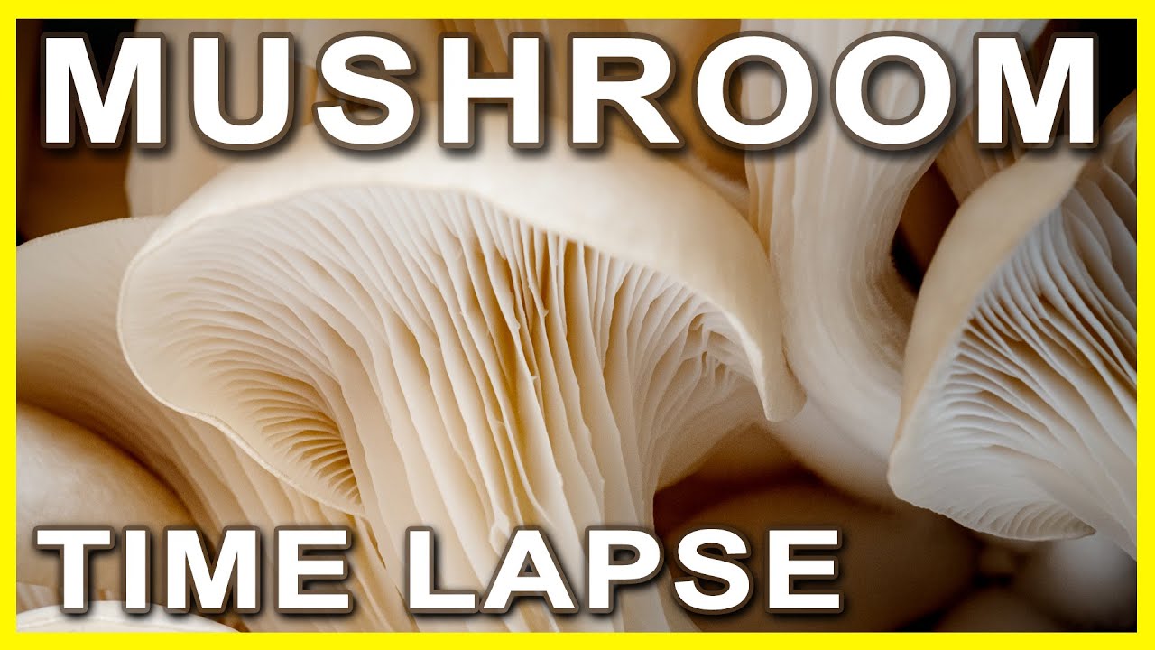 oyster-mushroom-growing-time-lapse-youtube