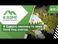 Хвою запорошило снегом  / В доме, который построил