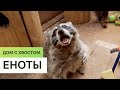 Еноты \ Содержание в домашних условиях \ Дом с хвостом