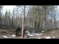 МЕДВЕДЬ НА ПРИВАДЕ / ВИДЕО С ФОТОЛОВУШКИ / BEAR OVER BAIT / VIDEO CAMERA TRAPS