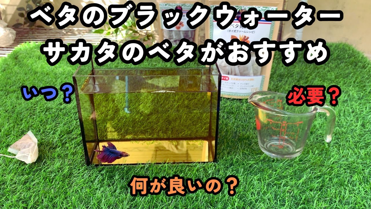 ベタのブラックウォーターにサカタのベタがおすすめ｜いつ？必要？何が良いの？
