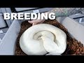 Breeding Ball Python | Looking For Eggs And Gravid Females