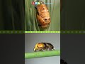 Ladybug Life Cycle and Metamorphosis
