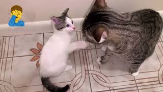 Pets Mascotas Cats & Dogs I Funny & Lovely video #143 by PETS MASCOTAS CATS & DOGS 200 views 1 year ago 2 minutes