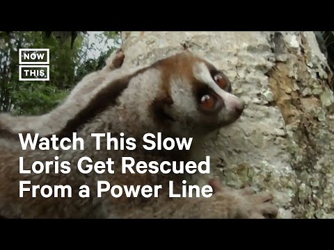 Video: Ar Lėtosios Loris transliavo tiesiogiai?