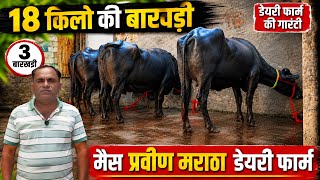 18 किलो की बाखडी 2 फुल साइज की Parveen Maratha Dairy Farm ✅