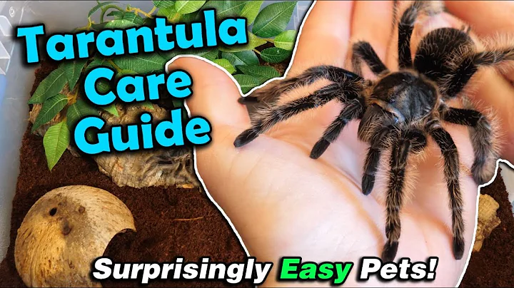 How to Care for Tarantulas!