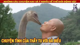 Chuyện tình của thầy tu với đà điểu || Review Con Người và Cuộc Sống