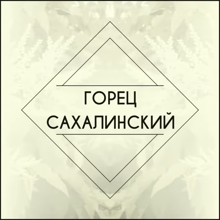 Горец сахалинский ,растение неприхотливое - YouTube