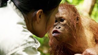 Young Orangutan Learns How to Scoop Water