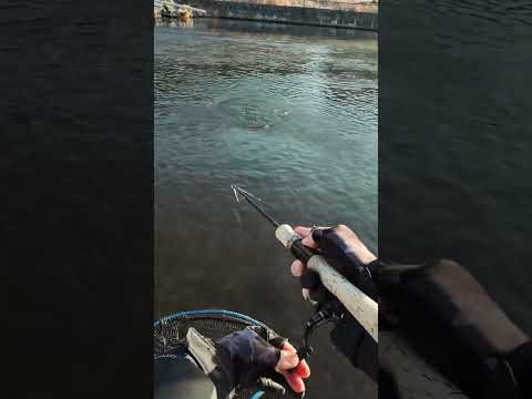 Japan Fishing ASMR - Trout Fight#123🎣