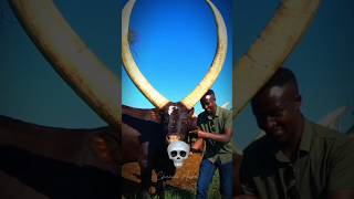 Famous Cow Can't be Scary 💀 Profile