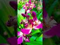കള്ള ചിരിയുമായി വാ.../ Subscribe for more videos 👍