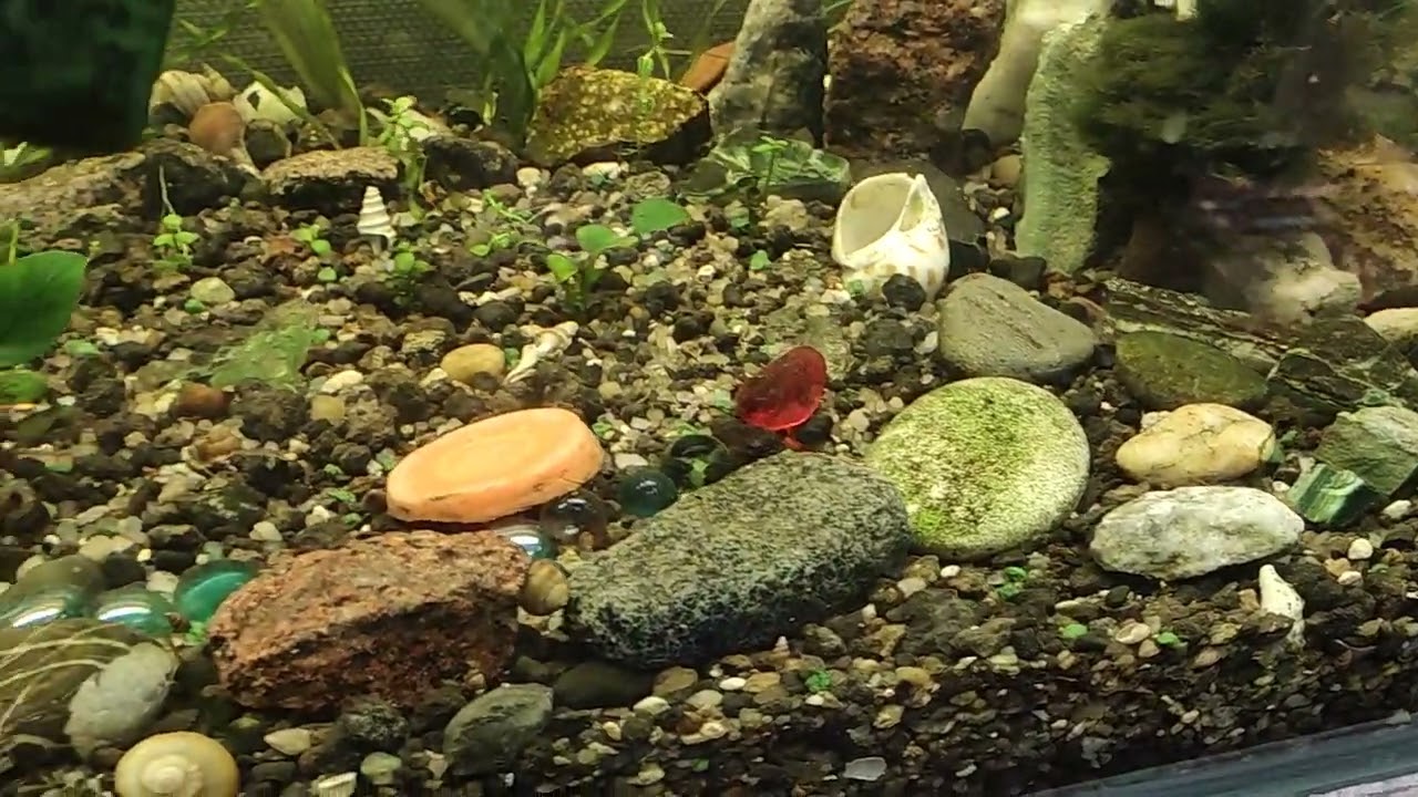 26 - Уборка и опять аквариум