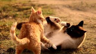 Madison Montes The Life Cycle Of A Cat