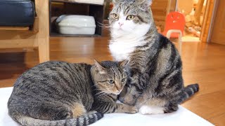 舐めてもらえなかったねこ。Maru did not lick Hana.