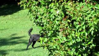 MVI_0387.MOV