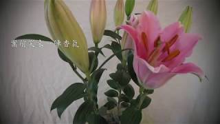 百合花開31秒