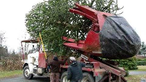 Tree Transplant with 90" Tree Spade