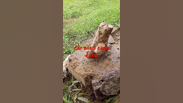 cây bằng lăng rừng mời m.n cùng xem nheng