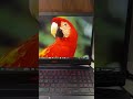 Dell G3 3500 - Budget Gaming Laptop - UNBEATABLE PRICES🔥♥️ #dell #g3 #3500 #gaminglaptop #laptop