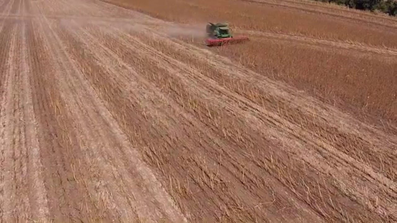 DOMINONI FREE SUN - JOHN DEERE S660 - Girasole (3)