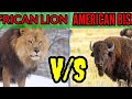 AFRICAN LION V/S AMERICAN BISON किसकी होगी जीत?/American Bison V/S African Lion WHO WINS?