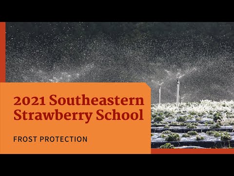 Video: Frostbeskyttelse av jordbær - tips om beskyttelse av jordbærplanter mot frost