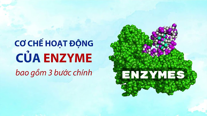 Enzym được điều hòa theo cơ chế đồng hóa trij năm 2024