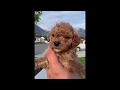 Abstract Toy Mini Goldendoodle Puppies - Utah Goldendoodles