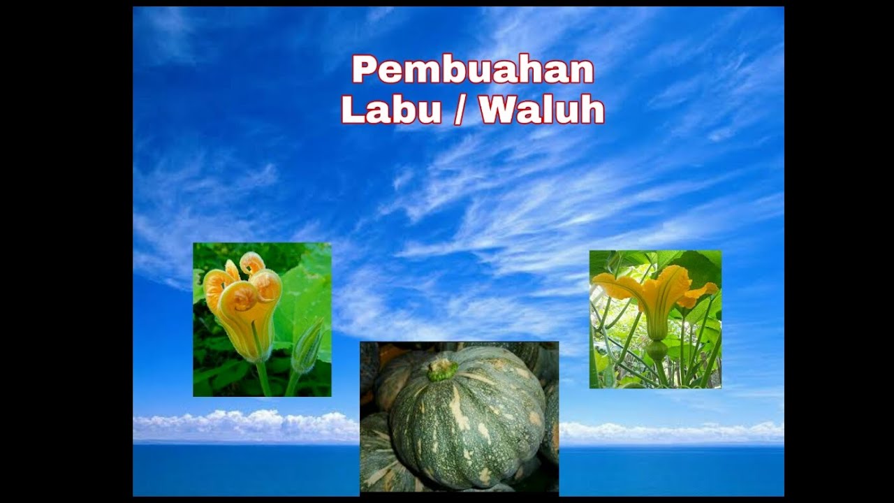 "CARA MENYERBUKAN LABU / WALUH" 