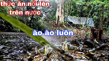 ngủ trong rừng mưa, săn đêm gặp toàn đặc sản rừng, ăn không hết luôn|phúc làng tv