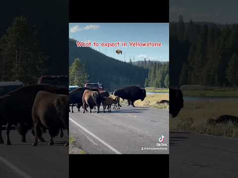 #bison #yellowstone #yellowstonenationalpark #roadtripusa #usaroadtrip