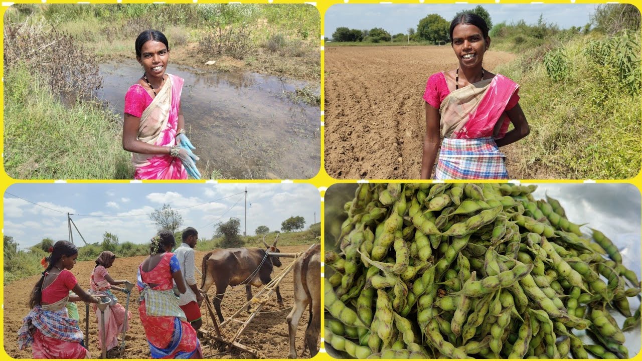 వేరుశనగలు విత్తడానికి వెళ్లాను ఎండాకాలం వేరుశనగలు కంది బుడలు  😋😋ఉడకబెట్టుకుని తింటే చాలా బాగుంటాయి 