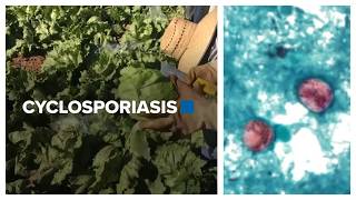 Oklahoma updates cyclospora case data