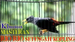 Masteran Jalak Rio rio Angkatan TELER | Jalak rio rio setengah kopling  bakal emosi dan Ikut TELER