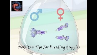 Norbits 4 Tips for Breeding Guppies by Norbitts Adventures 122 views 2 years ago 11 minutes, 58 seconds